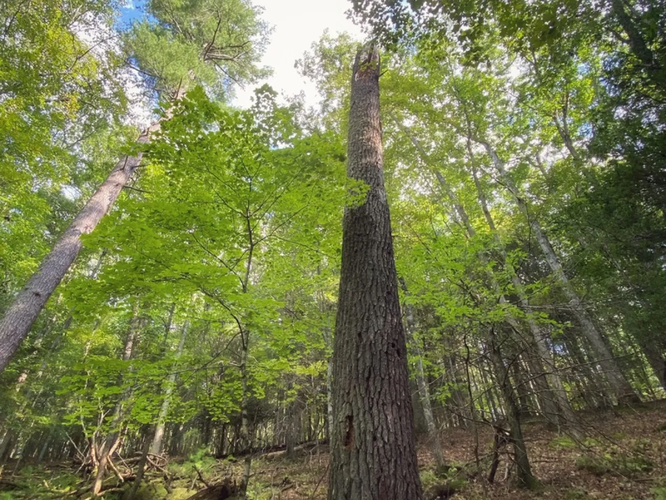 A Teaching Tree Along Poverty Creek